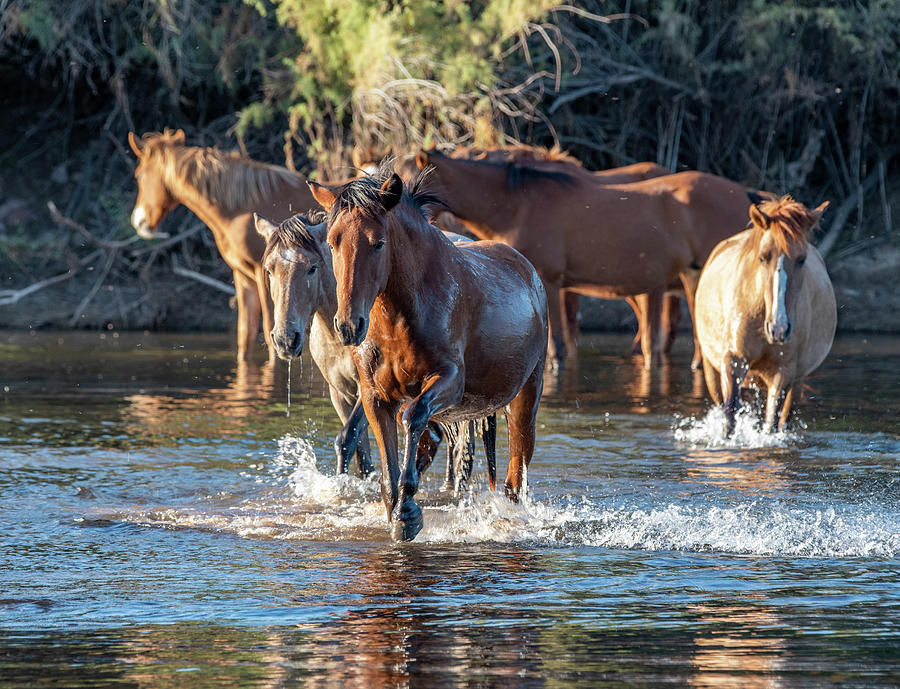 Salt River Wild horses 11 Photograph by Nicole Zenhausern