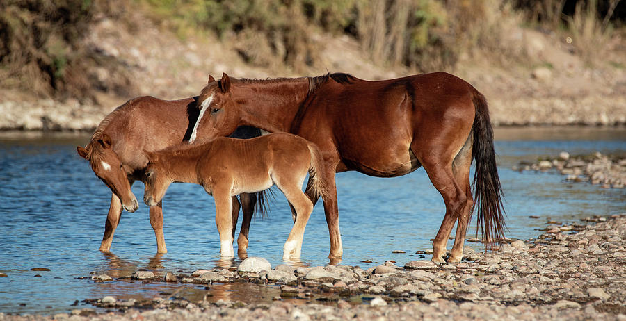 Salt River Wild horses 16 Photograph by Nicole Zenhausern