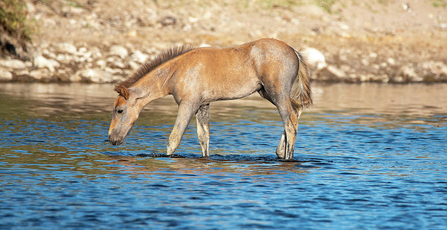 Salt River Wild horses 17 Photograph by Nicole Zenhausern