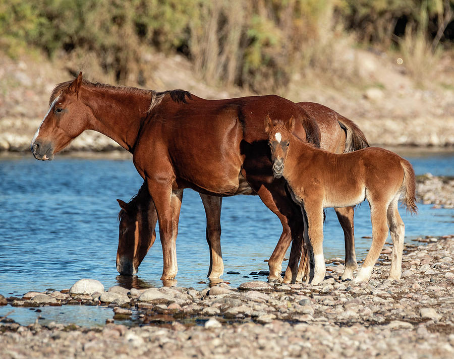 Salt River Wild horses 18 Photograph by Nicole Zenhausern