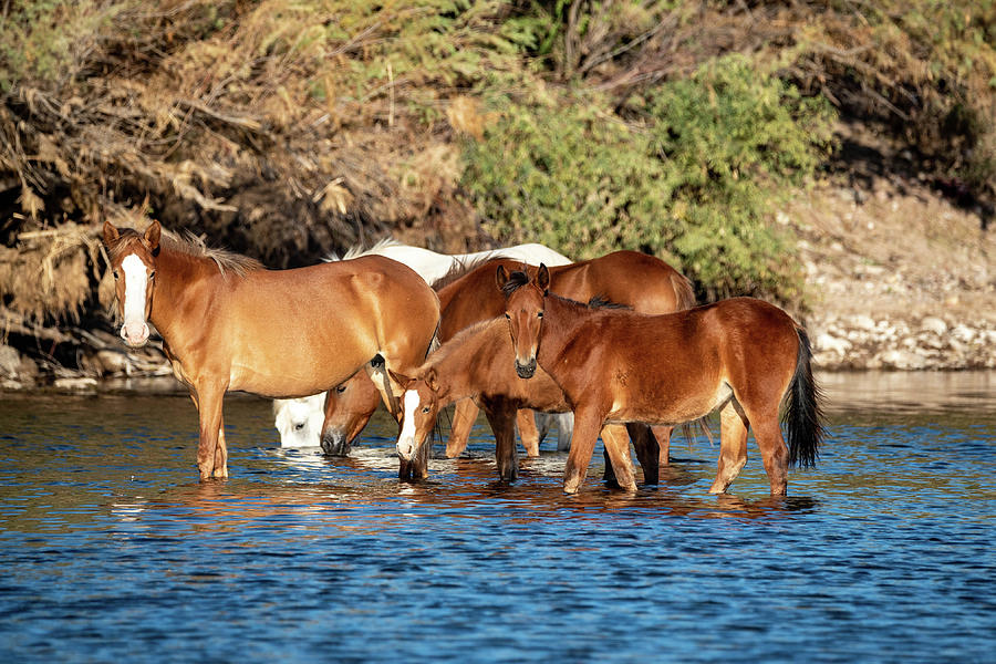 Salt River Wild horses 19 Photograph by Nicole Zenhausern