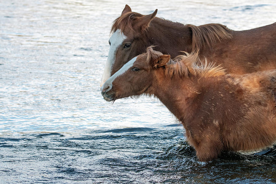 Salt River Wild Horses 3127-030220-2 Photograph by Tam Ryan