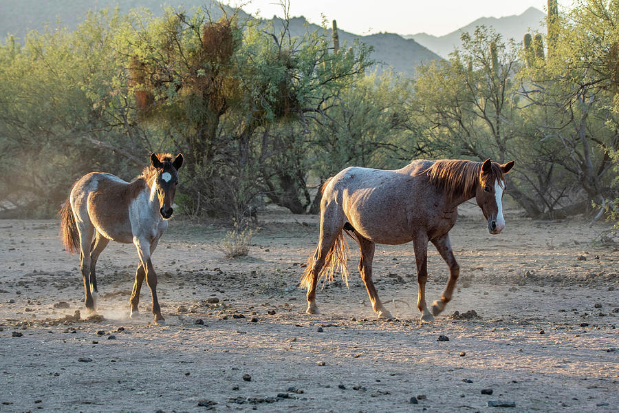 Salt River Wild horses 5 Photograph by Nicole Zenhausern