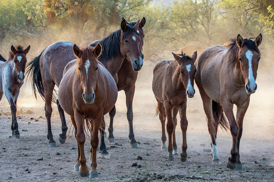 Salt River Wild horses 6 Photograph by Nicole Zenhausern