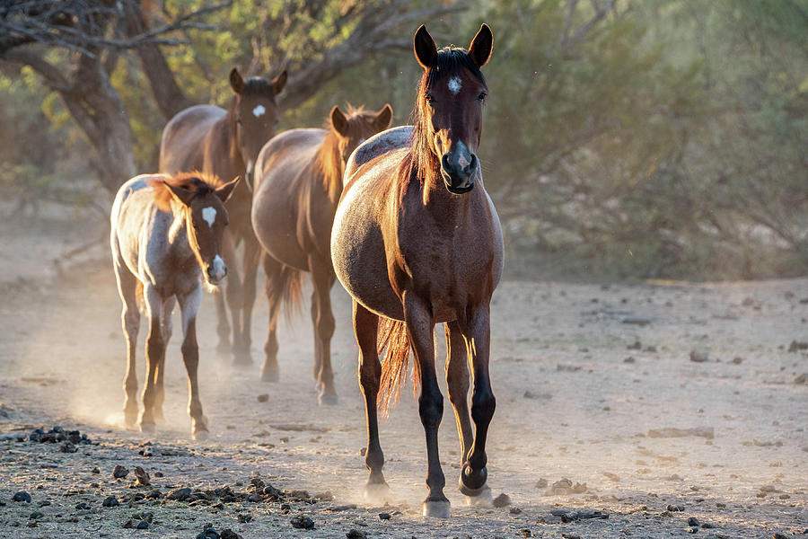 Salt River Wild horses 7 Photograph by Nicole Zenhausern