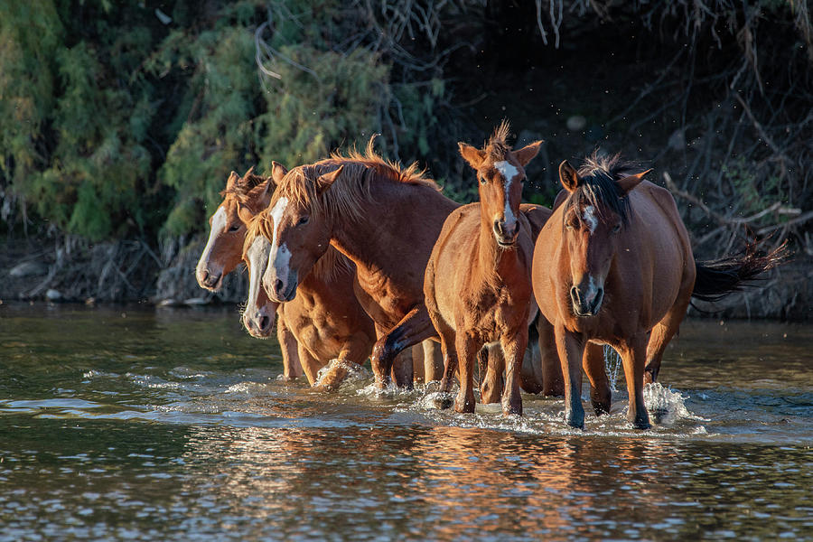 Salt River Wild horses 9 Photograph by Nicole Zenhausern