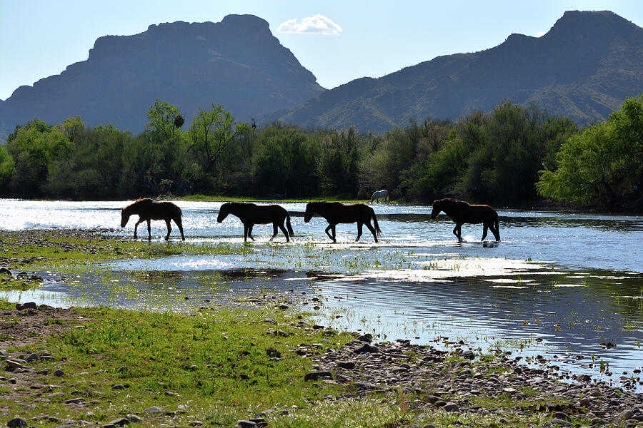 Wild Horses Crossing Salt River Photograph by Barbara Sophia Photography