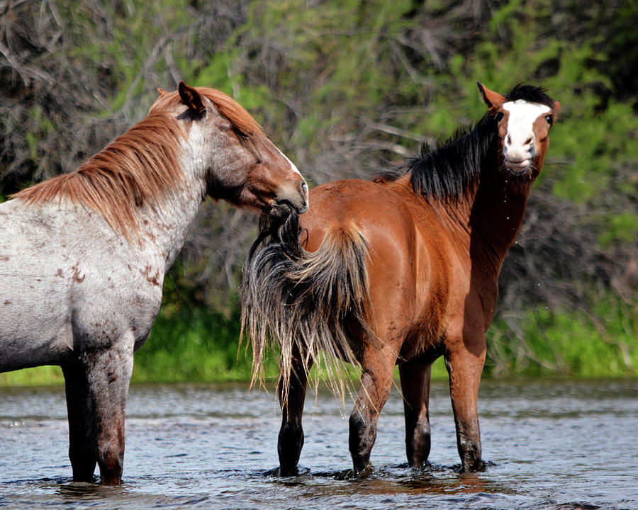 Salt River Wild Horses Hanging Out Photograph by Barbara Sophia Travels