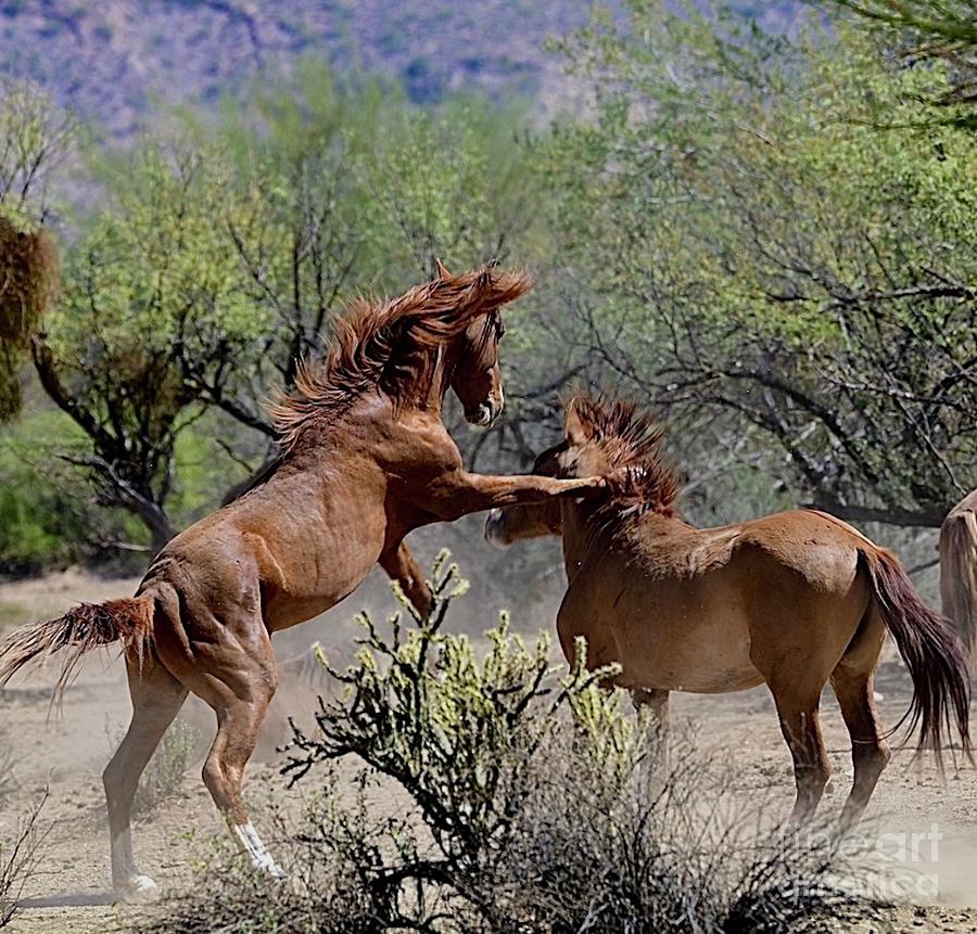 Salt River Wild Horses Scuffle Digital Art by Tammy Keyes