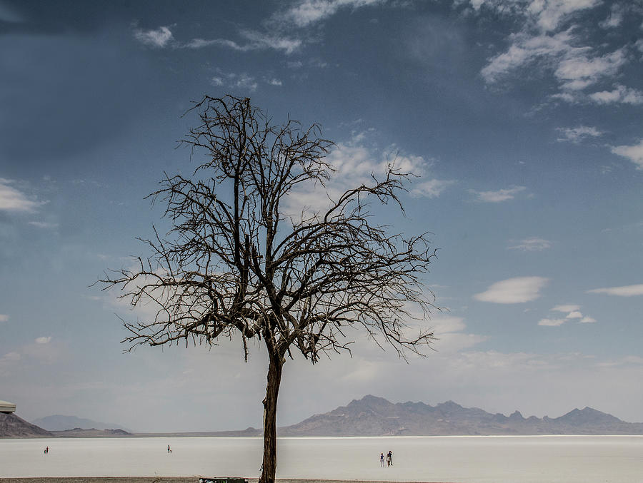 Salt Tree Photograph By Galina Rostova - Fine Art America