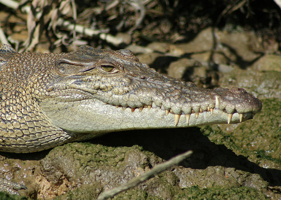 Saltwater Crocodile Close Up Photograph by Maryse Jansen