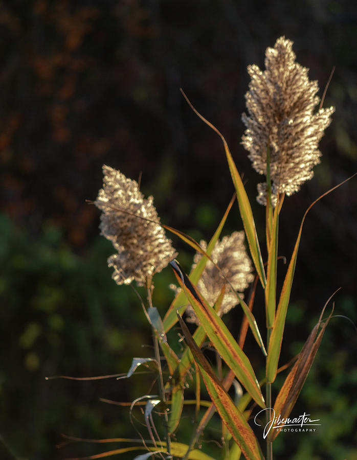 Salt Water Marsh Reed Photograph by John Mara | Pixels