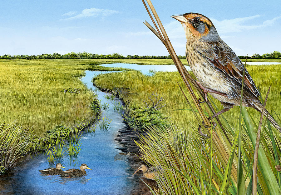 Saltmarsh Sparrow in Marsh Painting by Dawn Witherington
