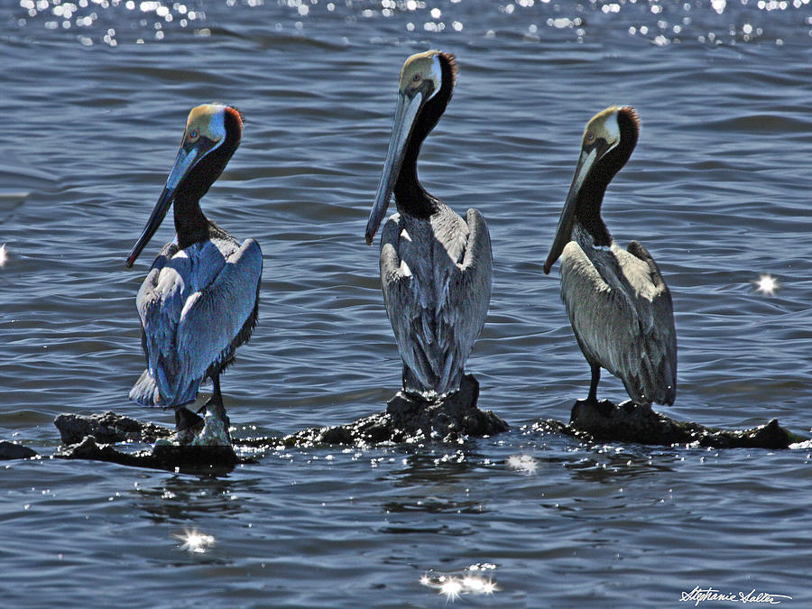 Salton Sea Brown Pelicans Photograph by Stephanie Salter