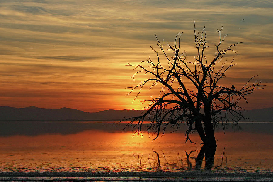 Salton Sea Sunset Photograph by MaryJane Sesto