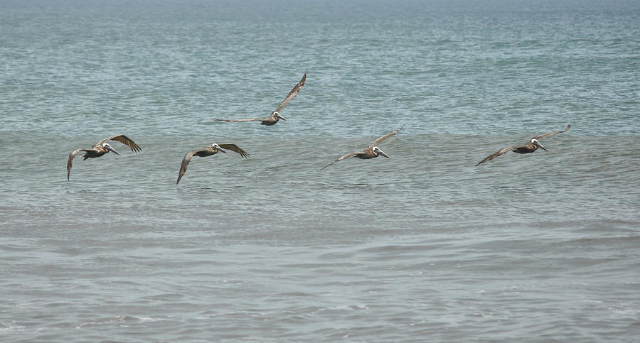 Saltwater Birds Photograph by Jamart Photography