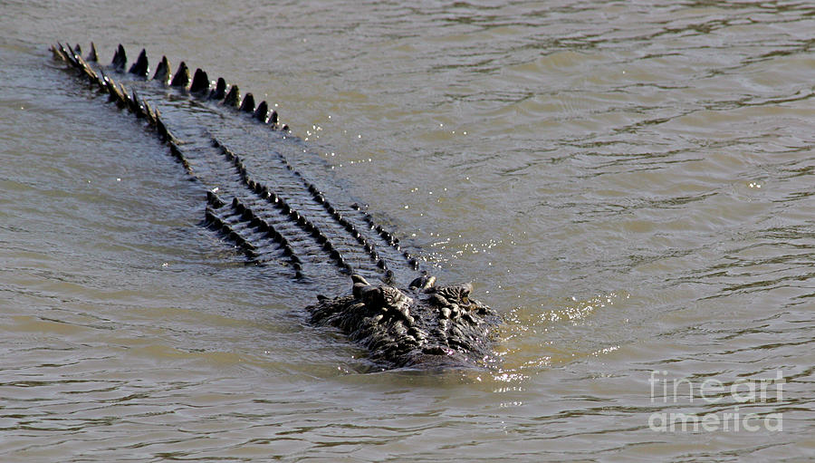 Saltwater Crocodile Adelaide River NT Australia Photograph by Bill Robinson