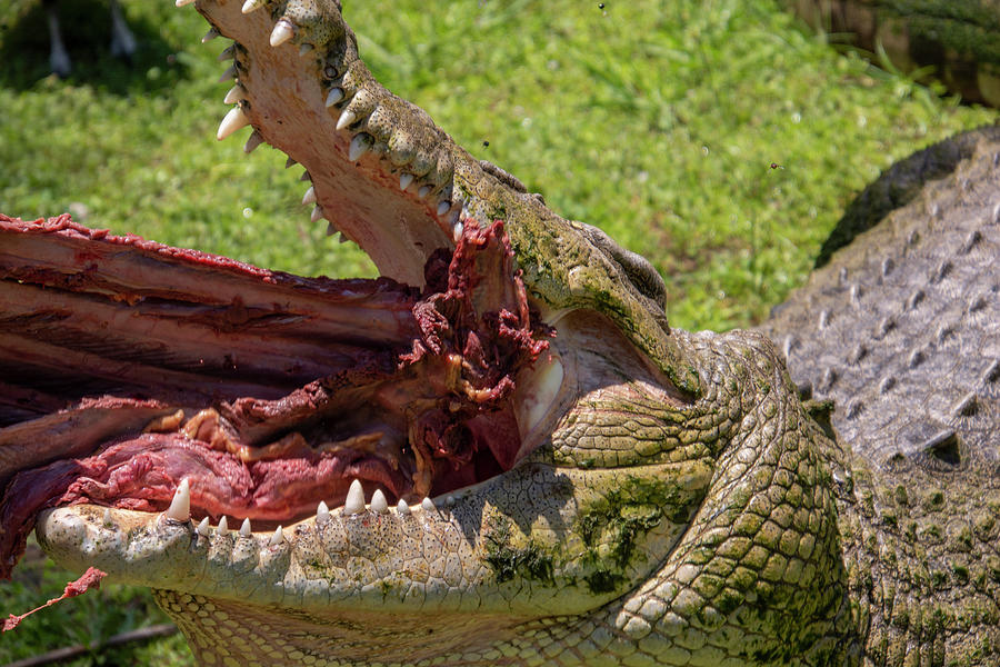 Saltwater Crocodile Eating Photograph by Carolyn Hutchins