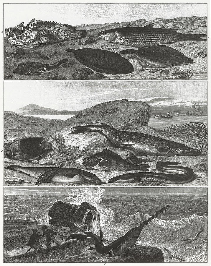 Saltwater &Freshwater Fish Engraving Drawing by Bauhaus1000