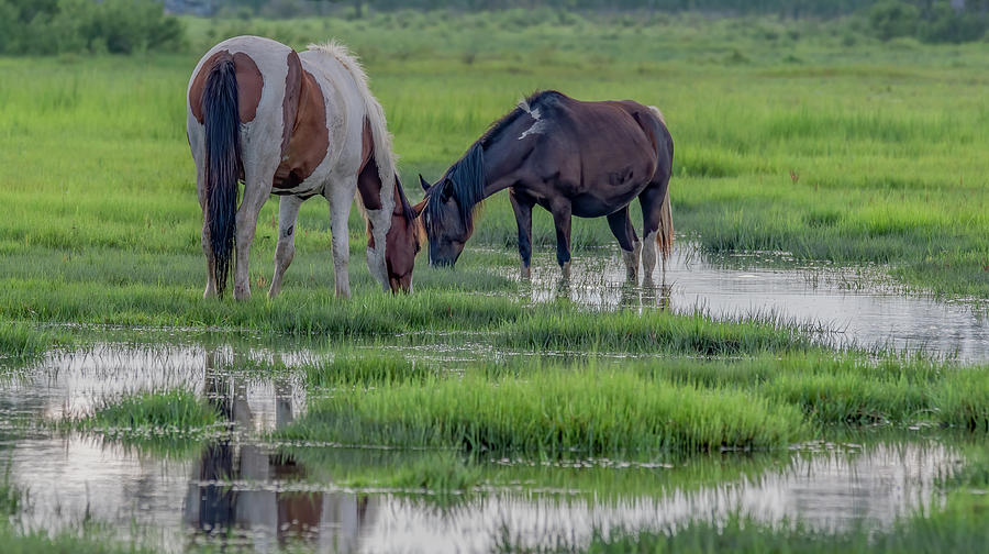 Saltwater Ponies of Chincoteague Island Photograph by Marcy Wielfaert