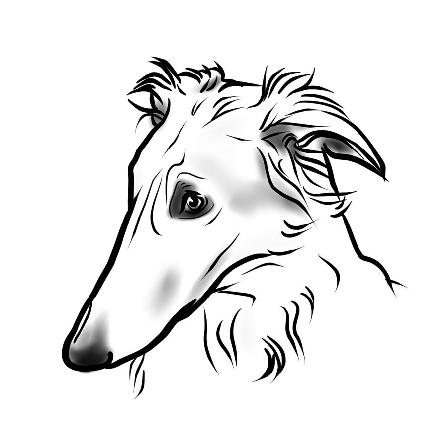 Saluki Drawing By Neil Turner Fine Art America