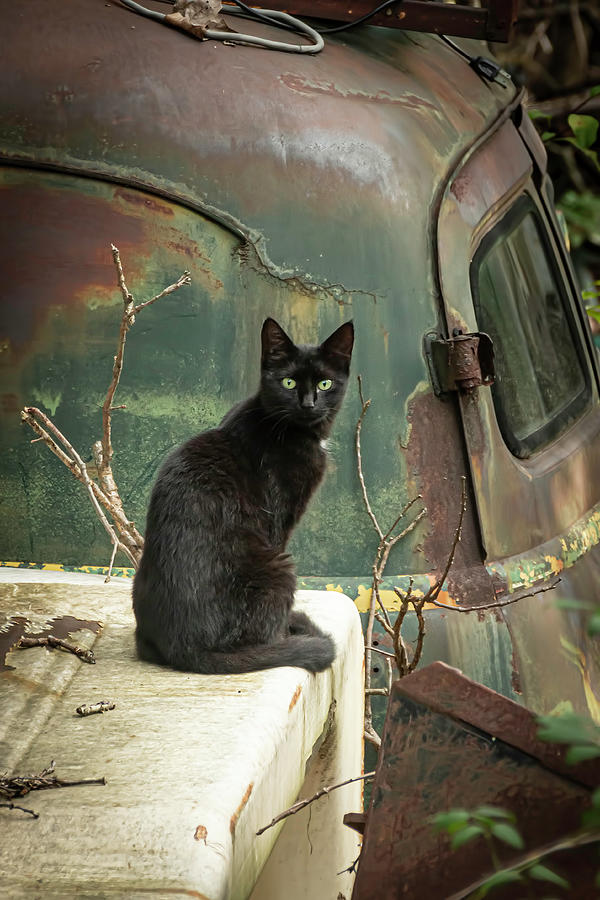 Salvage Yard Black Cat  Photograph by Kristia Adams