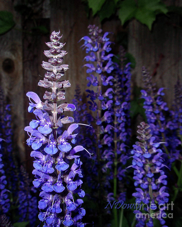 Salvia Blossoms Photograph by Natalie Dowty