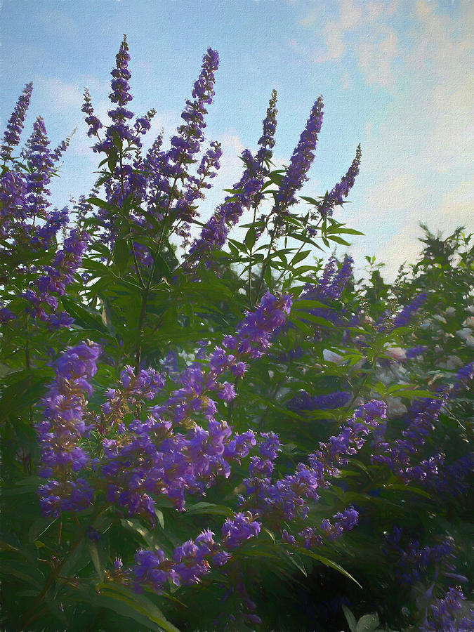 Summer Lavender Digital Art by Deborah League