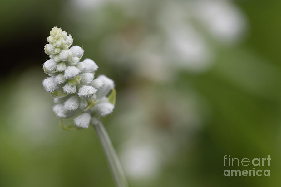 Salvia Farinacea Photograph - Salvia Farinacea by Eva Lechner
