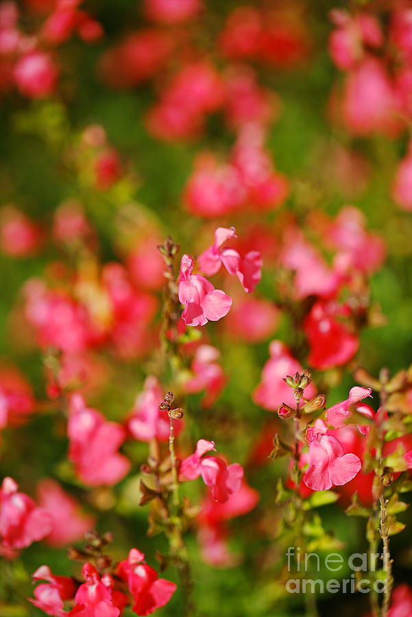 Salvia Pink Dawn Sage  Photograph by Joy Watson