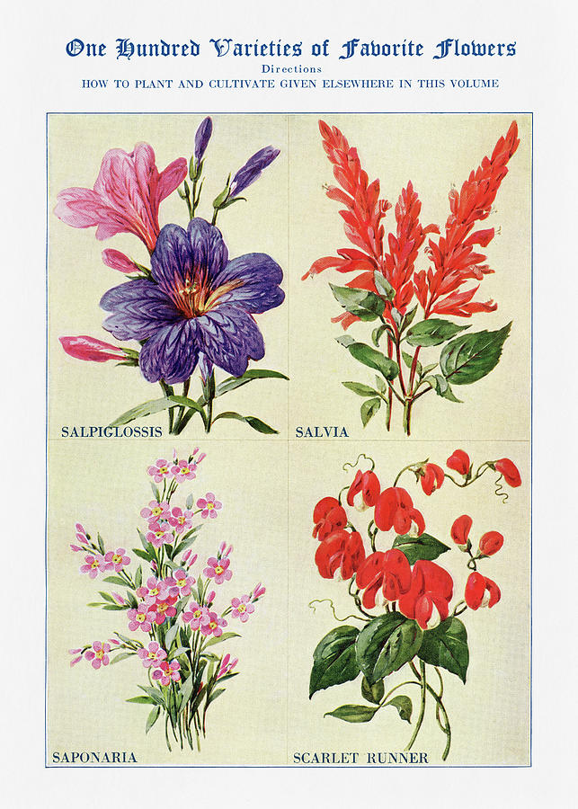 Salvia Digital Art - Salvia, Saponaria, - Vintage Flower Illustration - The Open Door to Independence by Studio Grafiikka