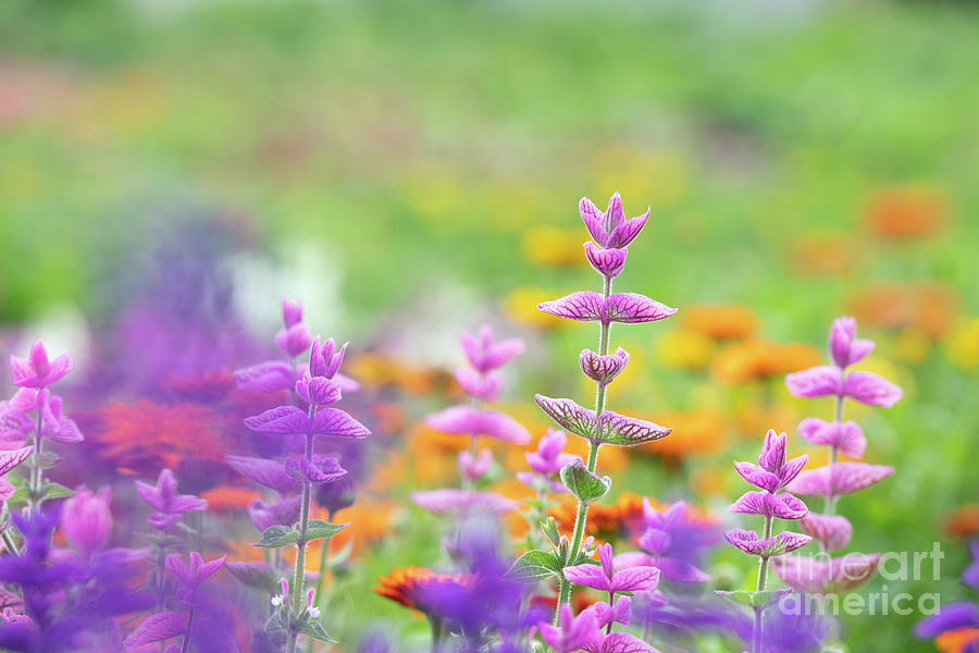 Deep Purple Photograph - Salvia Viridis Rosea in an English Garden Border  by Tim Gainey