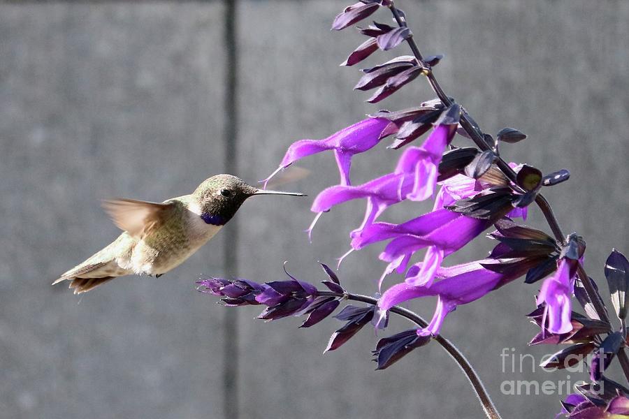 Salvia with Hummingbird in Flight Photograph by Carol Groenen