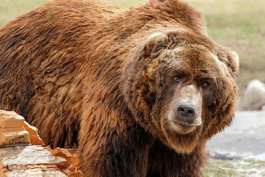 SAM a Kodiak Bear Rescue from Alaska Photograph by Timothy Wildey - Pixels