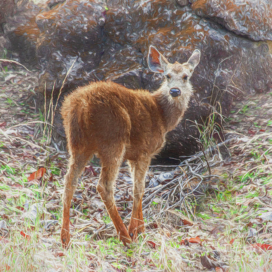 Sambar deer fawn Digital Art by Liz Leyden