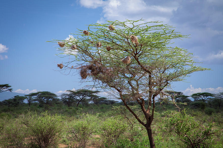 Samburu Observation no. 741 Photograph by Jonathan Babon