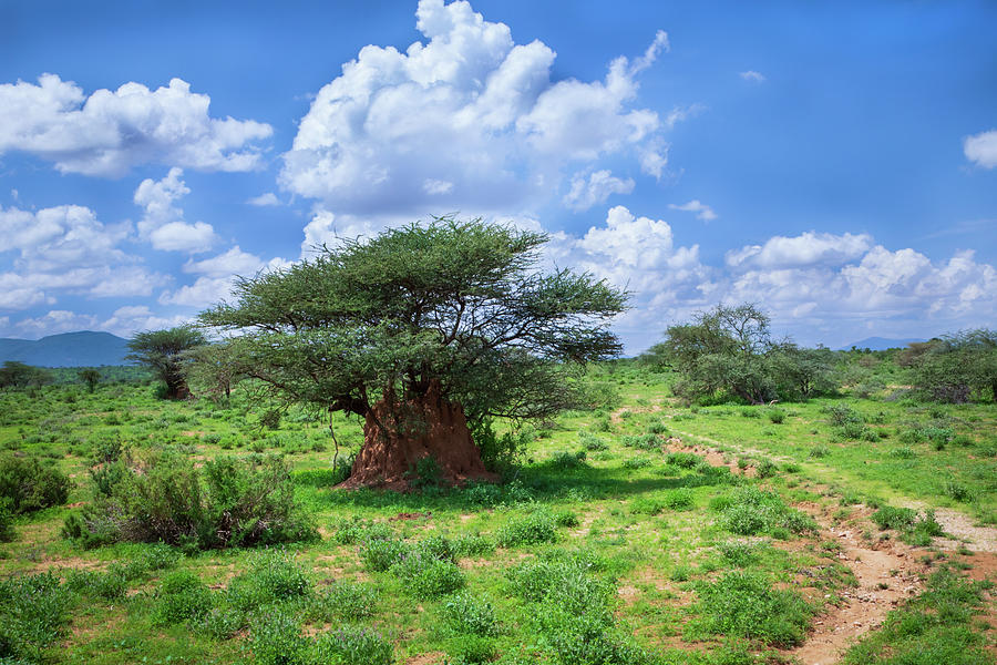 Samburu Termite Survivor Photograph by Jonathan Babon