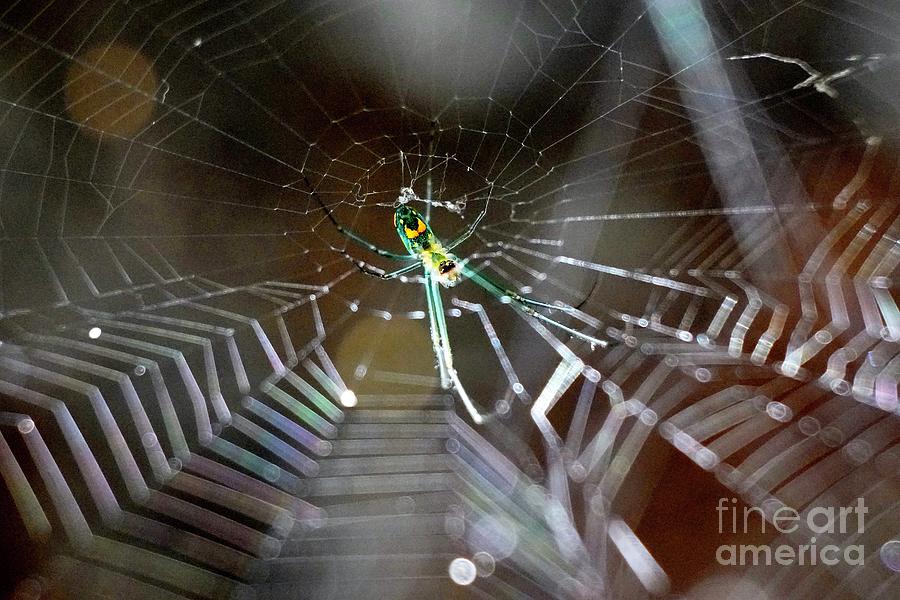 Same backyard spider Painting by Viktor Lazarev