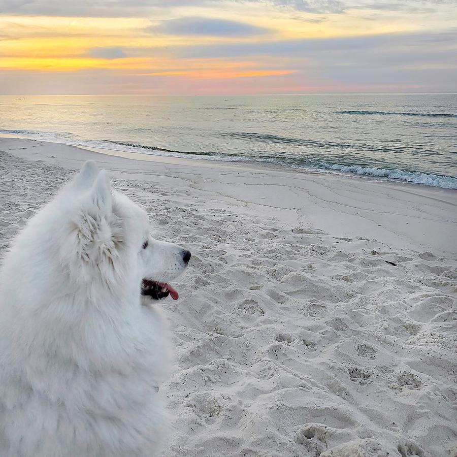 Beach Dog Photograph by Fiona Kennard