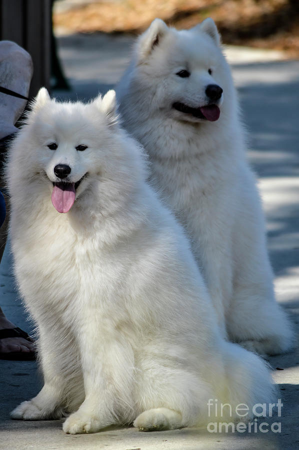 Samoyed Dogs Photograph by Marie Dudek Brown | Fine Art America