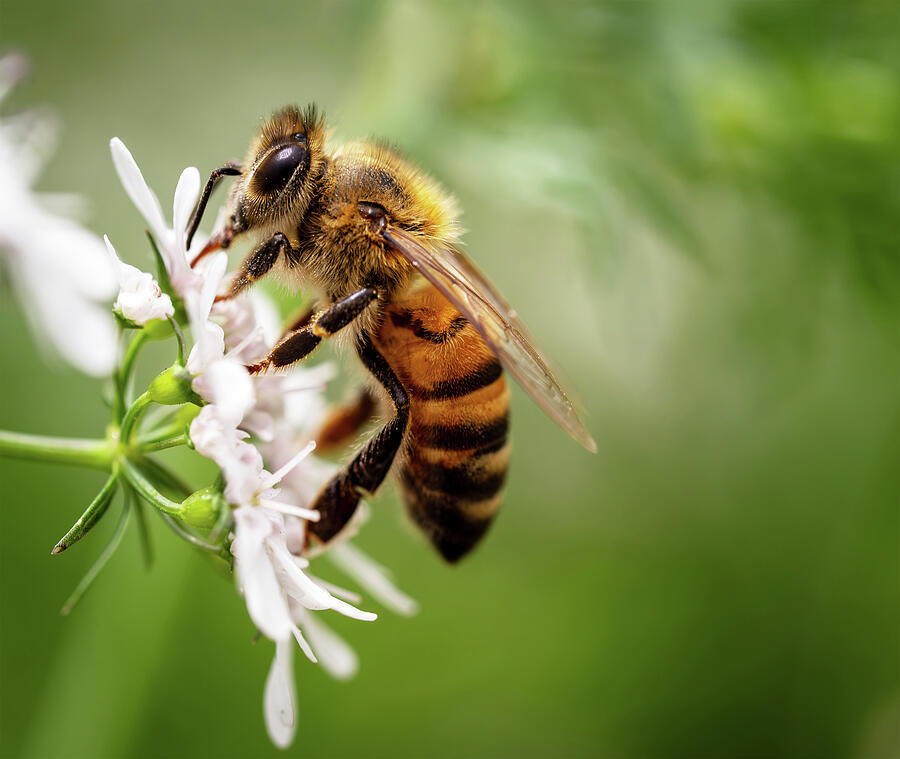 Sampling the Nectar Photograph by Joe Schofield Sampling the Nectar Photograph by Joe Schofield