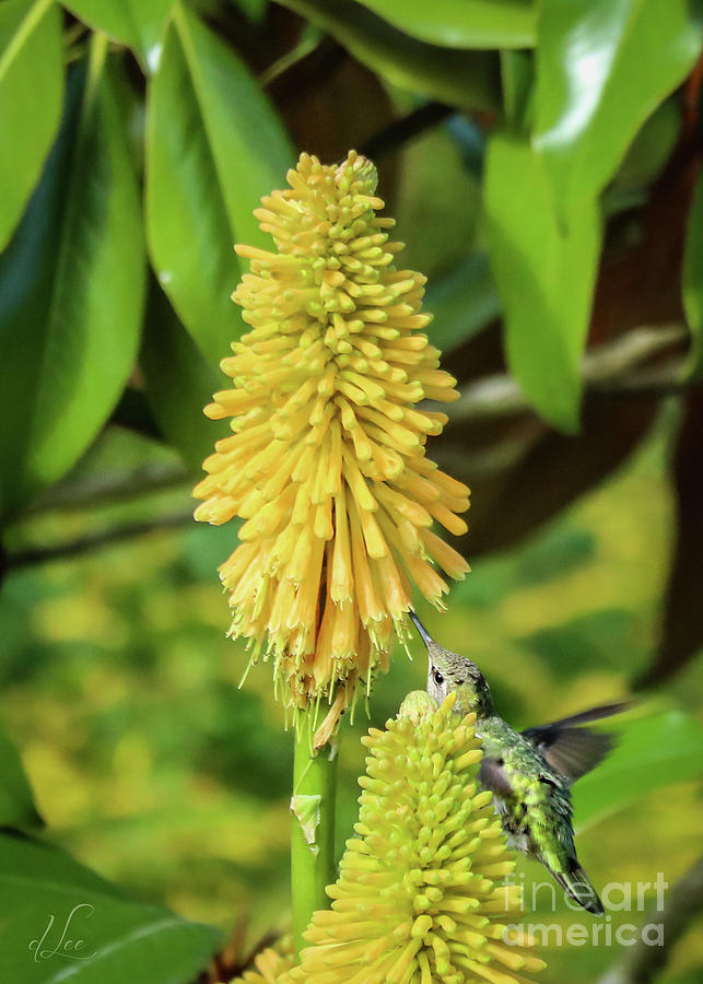 Hummingbird Photograph - Sampling the Sweetness by D Lee