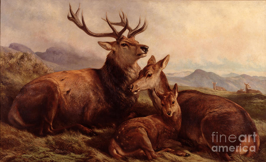 Deer Painting - Samuel John Carter - Morning with the Wild Red Deer by Samuel John Carter