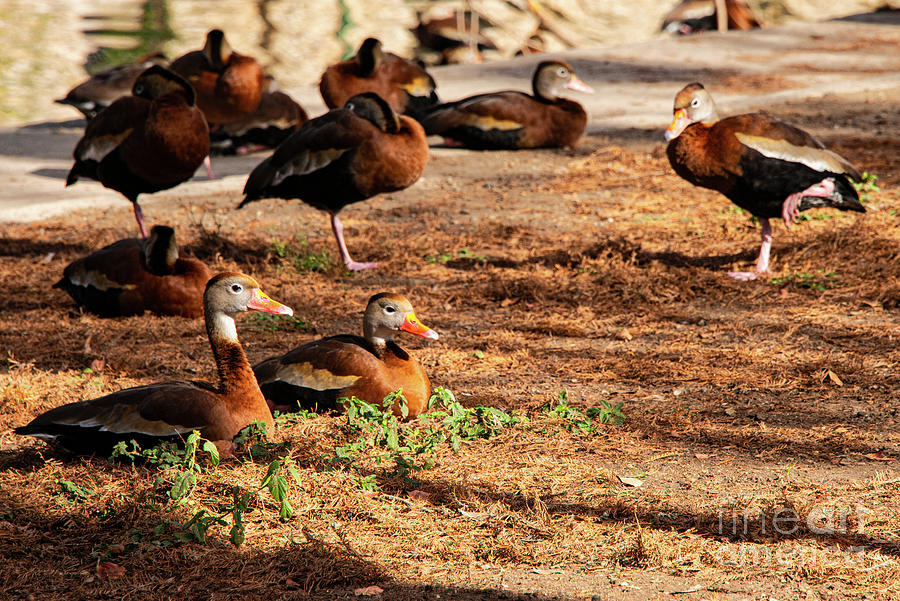 San Antonio Egyptian Geese Five by Bob Phillips San Antonio Egyptian Geese Five by Bob Phillips