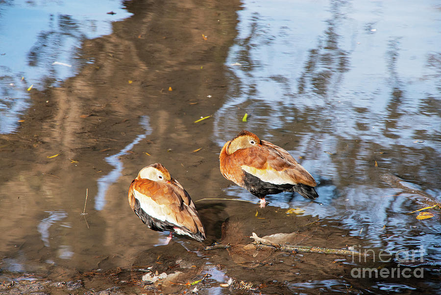 San Antonio Egyptian Geese One by Bob Phillips San Antonio Egyptian Geese One by Bob Phillips