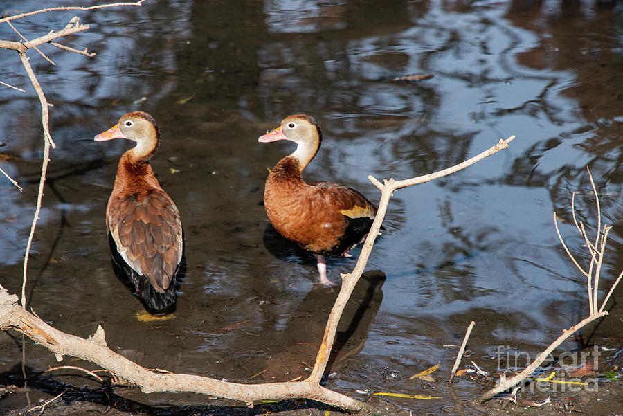 San Antonio Whistling Ducks Two Photograph by Bob Phillips