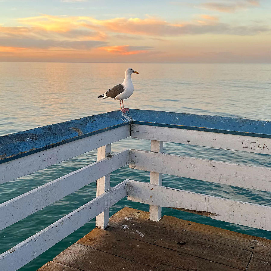 San Clemente Seagull Photograph by Brian Eberly