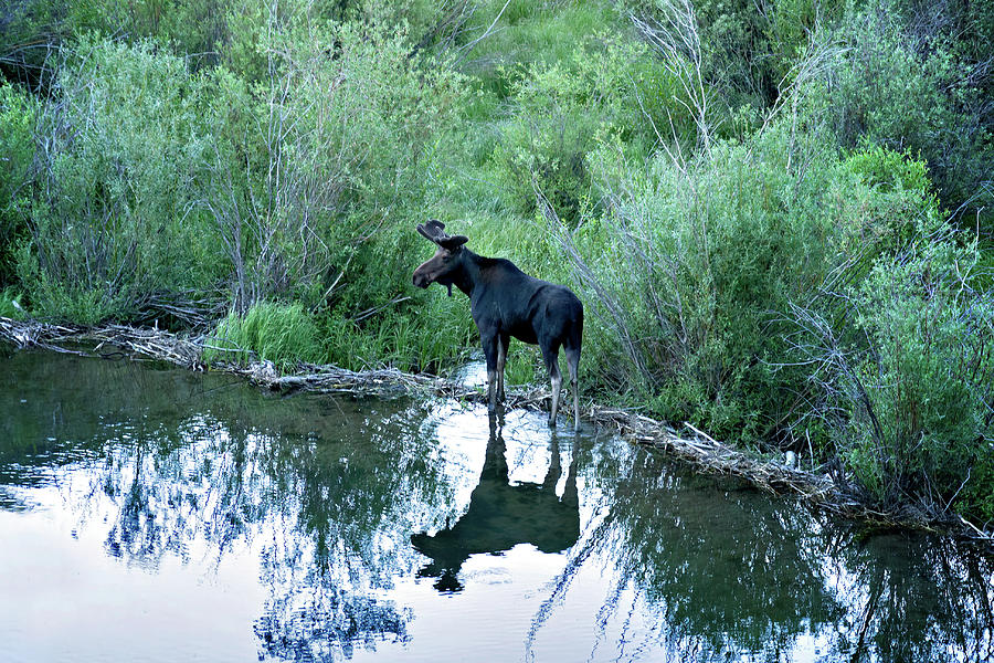 San Cristobal Moose Photograph by Lana Trussell