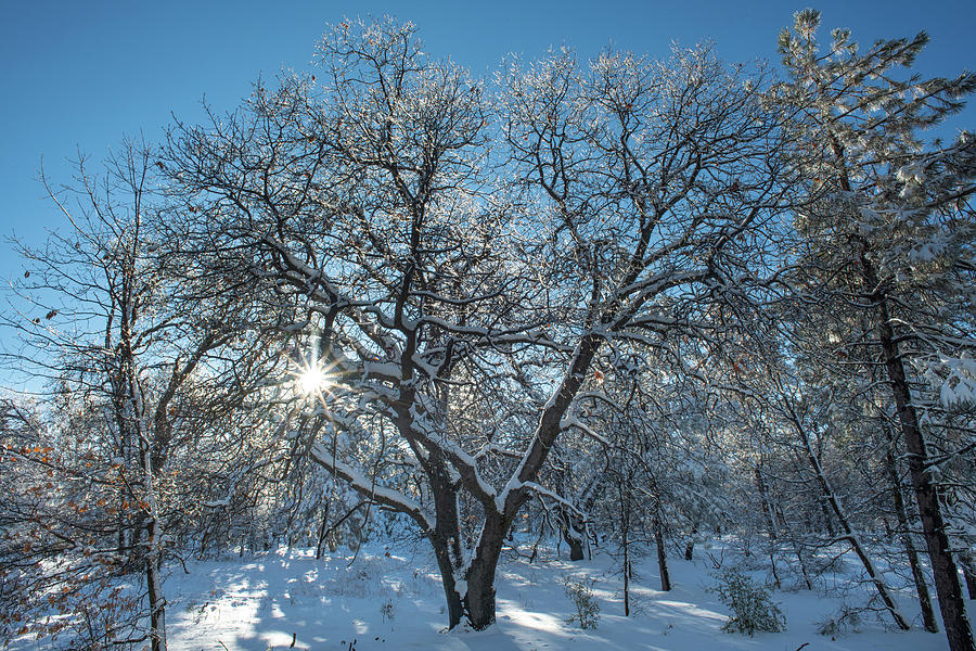 San Diego County Laguna Mountains Snowy Tree Scene with Sunburst Scenic and Beautiful Photograph by TM Schultze