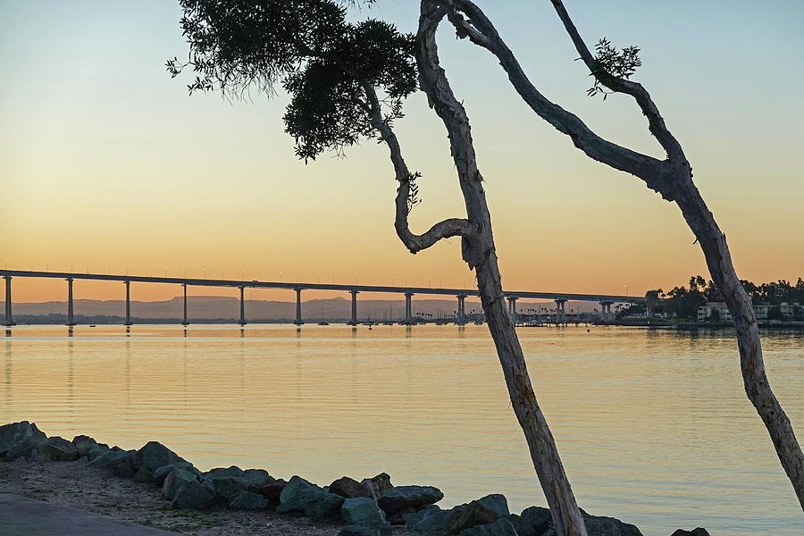 San Diego Embarcadero Park North at Sunrise San Diego CA Leaning Trees Photograph by Toby McGuire